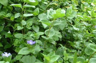 Periwinkle
