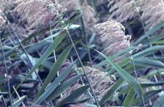Phragmites