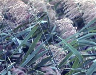 Phragmites