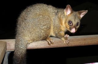 Possum
