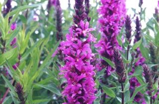 Purple loosestrife