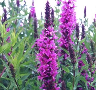 Purple loosestrife