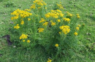 Ragwort