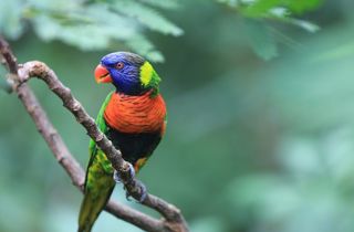 Rainbow lorikeet