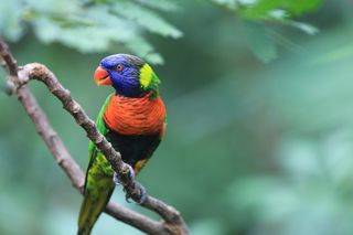 Rainbow lorikeet