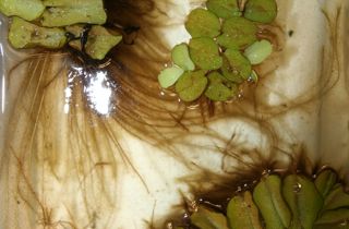Salvinia