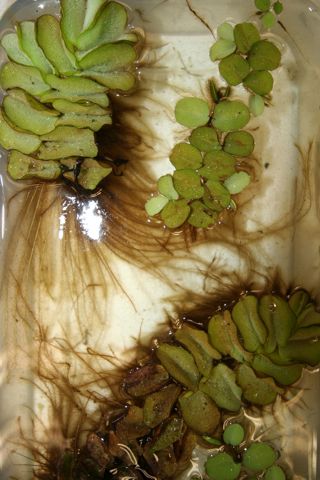 Salvinia