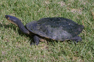 Snake-neck turtle