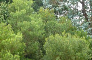 Sydney golden wattle