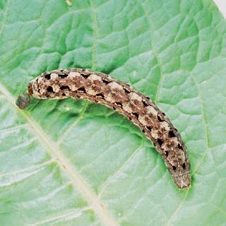 Tropical armyworm
