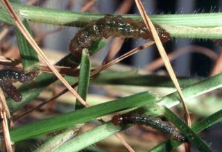 Tropical grass webworm
