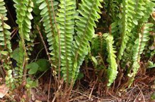 Tuber ladder fern