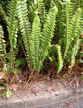 Tuber ladder fern