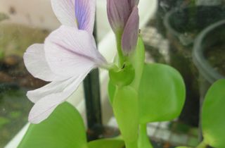 Water hyacinth