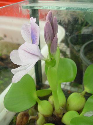 Water hyacinth