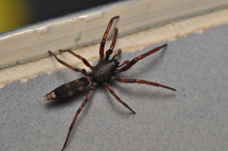 White-tailed spider