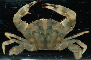 Asian paddle crab
