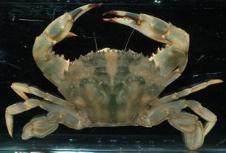 Asian paddle crab