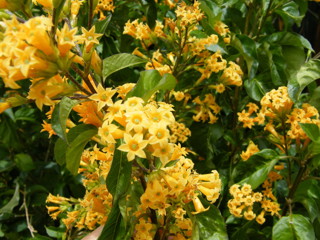 Orange cestrum