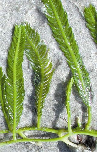 Aquarium Caulerpa