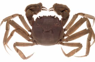 Chinese mitten crab