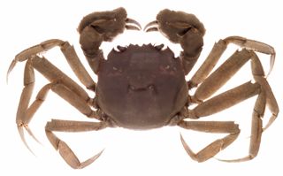 Chinese mitten crab