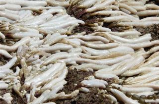 Australian droplet tunicate