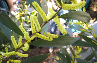 Sydney golden wattle