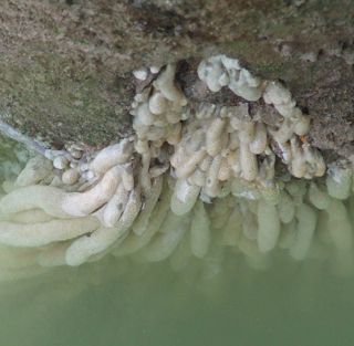 Australian droplet tunicate
