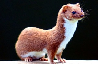 Weasel