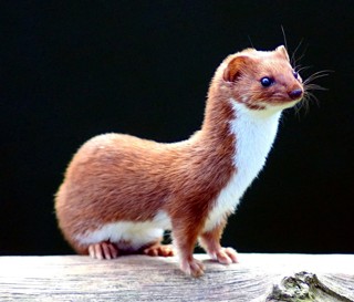 Weasel