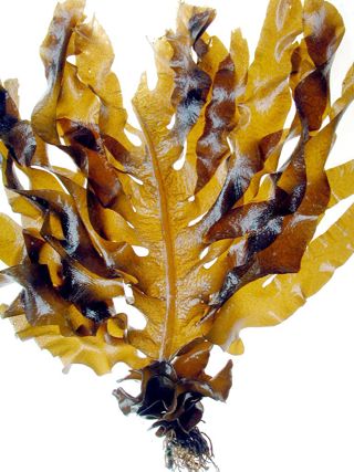 Undaria seaweed