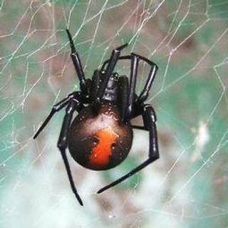 Australian redback spider