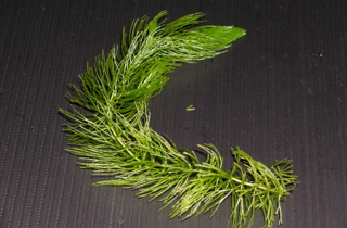 Hornwort
