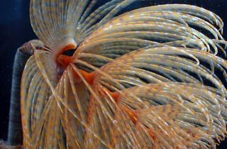 Mediterranean fanworm