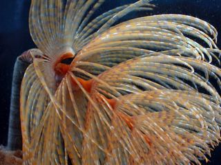 Mediterranean fanworm