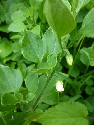 Lily of the valley vine