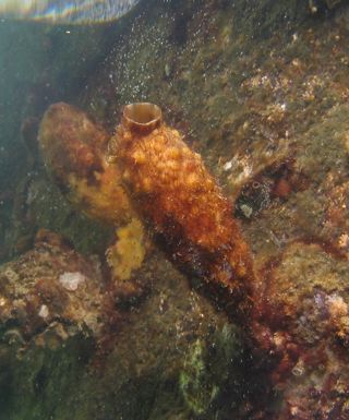 Clubbed tunicate
