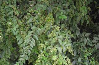 Chinese privet