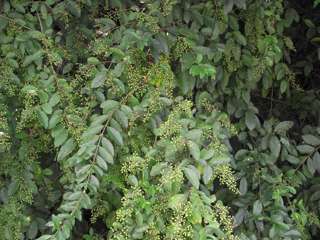 Chinese privet