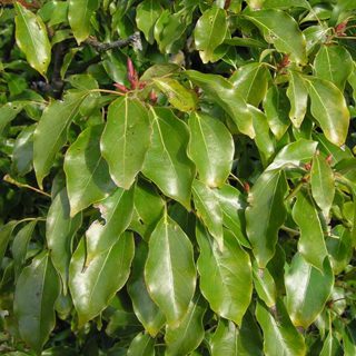 Camphor laurel
