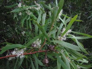 Hakea