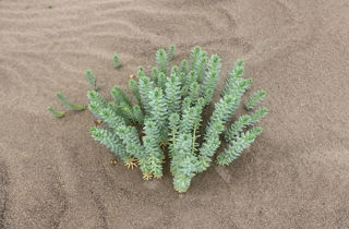 Sea spurge