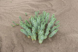 Sea spurge