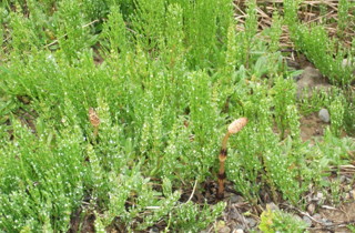 Field horsetail
