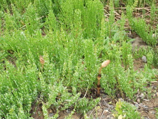 Field horsetail