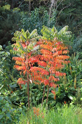 Rhus tree