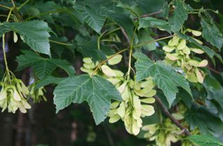 Sycamore
