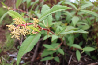 Lesser knotweed