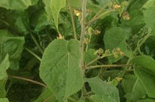Velvetleaf